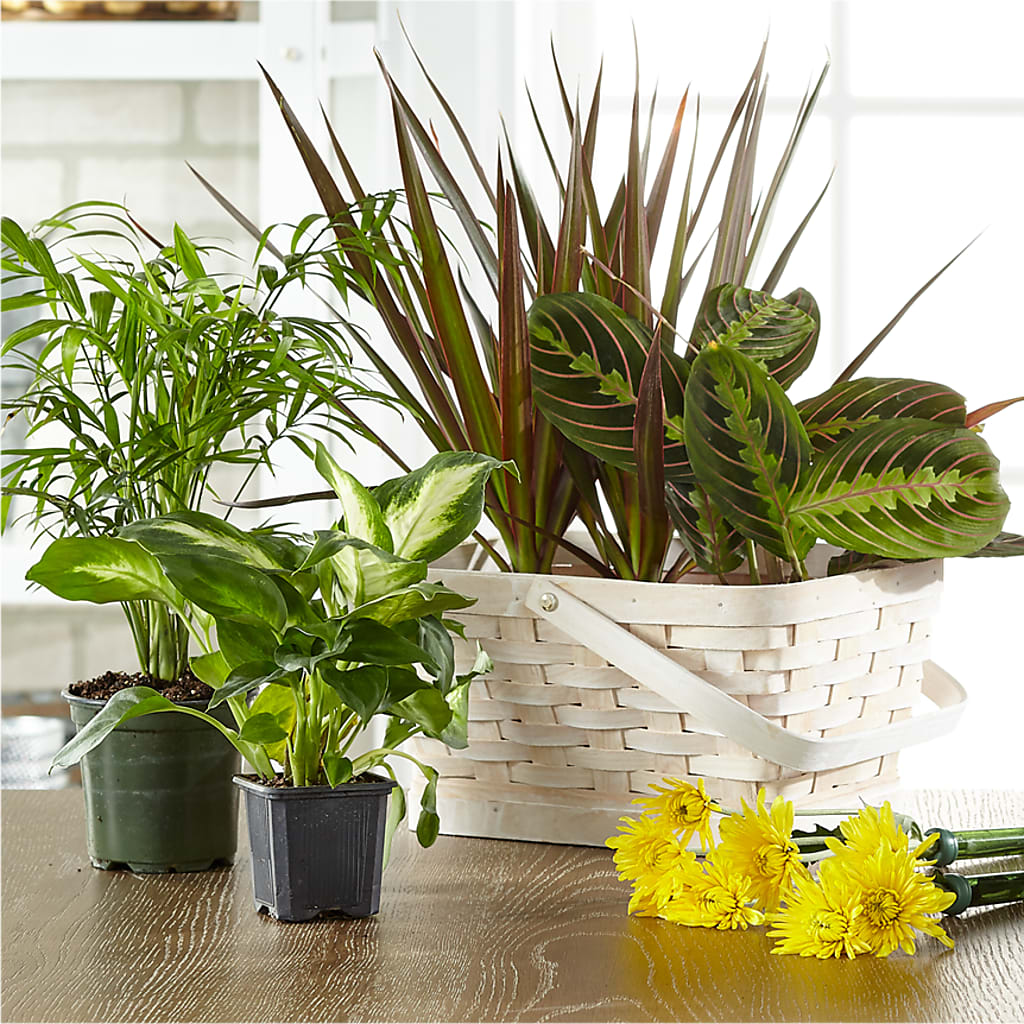 Florist Designed Blooming and Green Plants in a Basket – Sahotra Floral Company Llc, Albuquerque NM