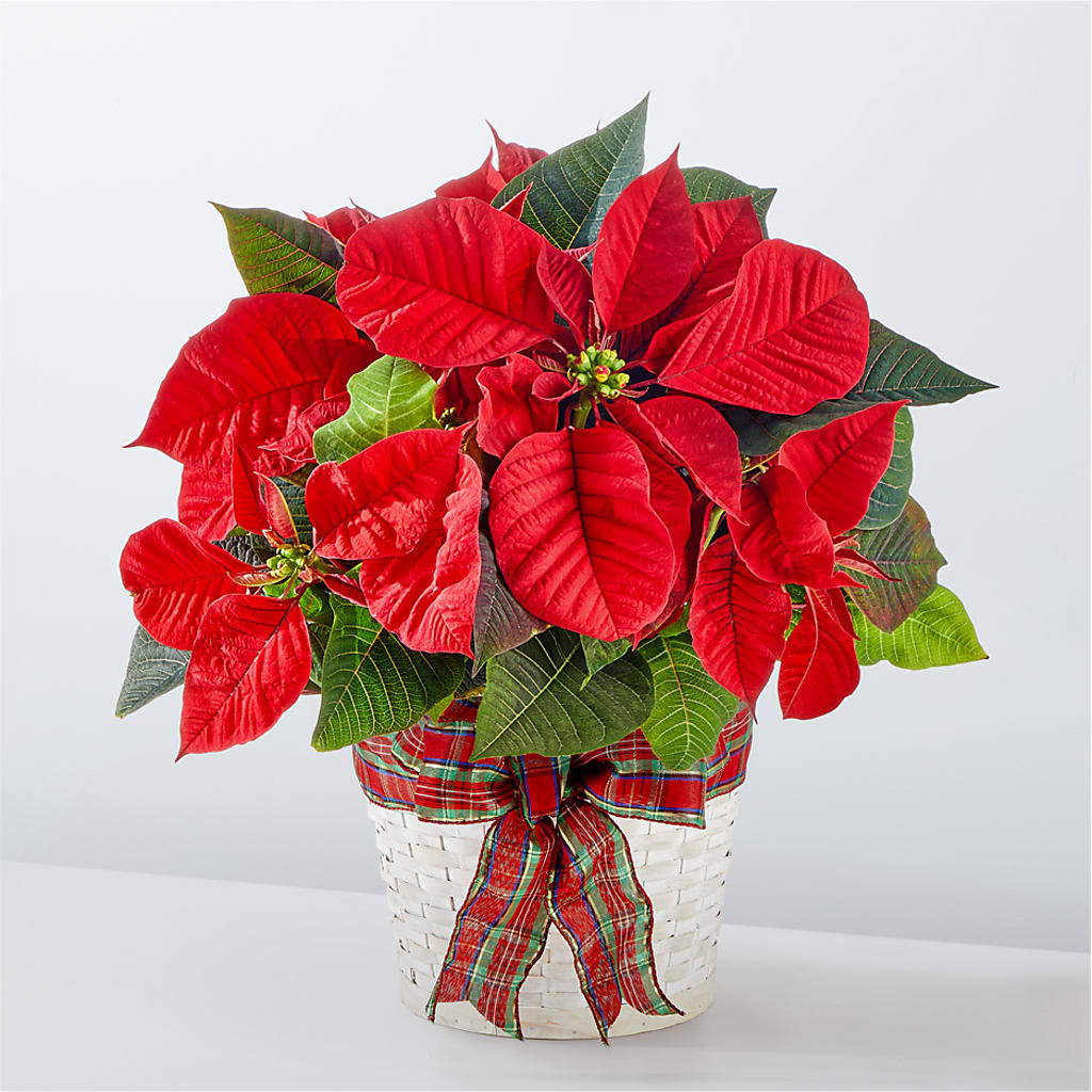 Happiest Holidays Poinsettia – Sahotra Floral Company Llc, Albuquerque NM