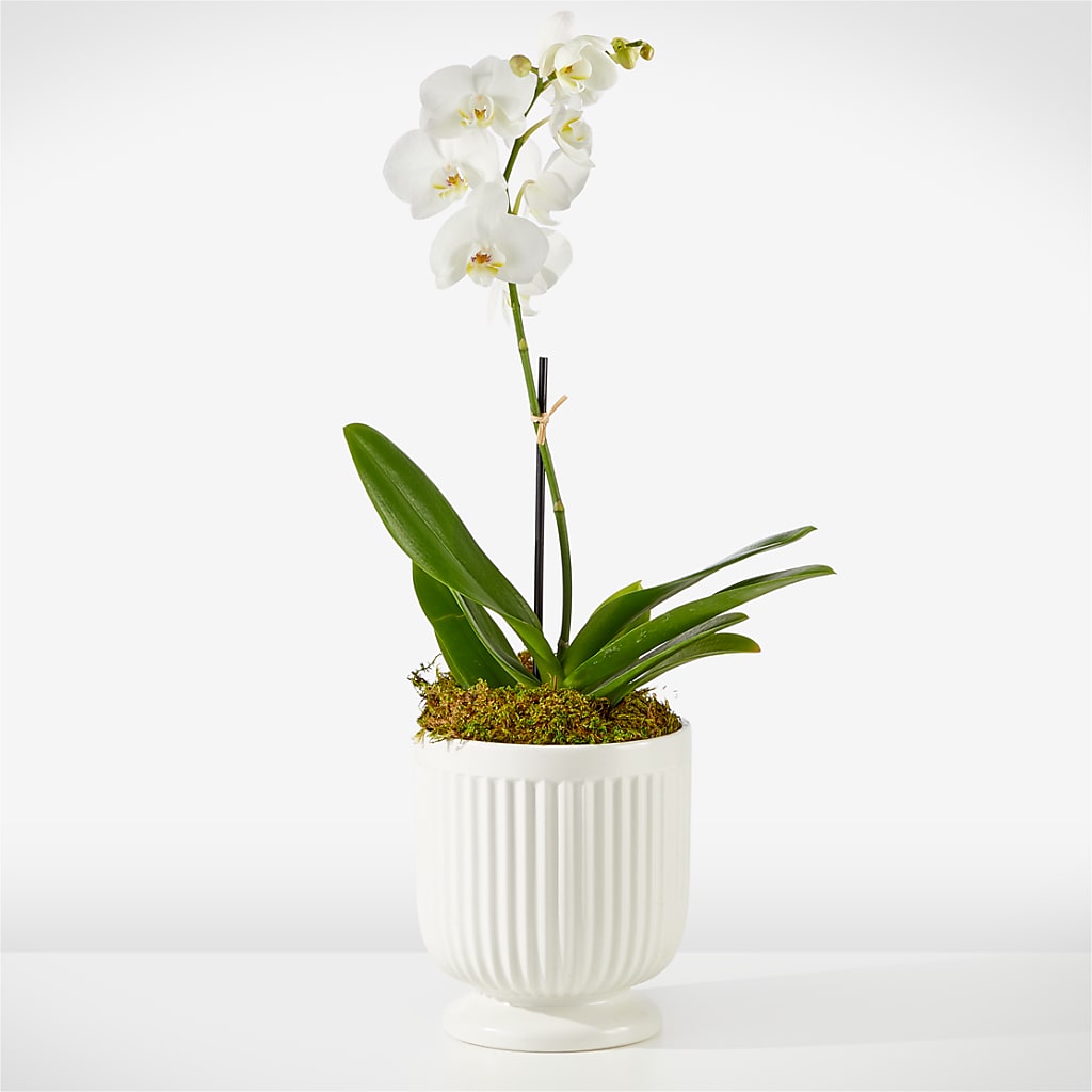 Whispering White Orchid – Sahotra Floral Company Llc, Albuquerque NM