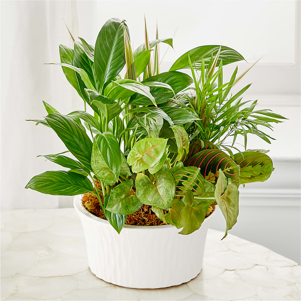 Balance & Harmony Dishgarden – Sahotra Floral Company Llc, Albuquerque NM